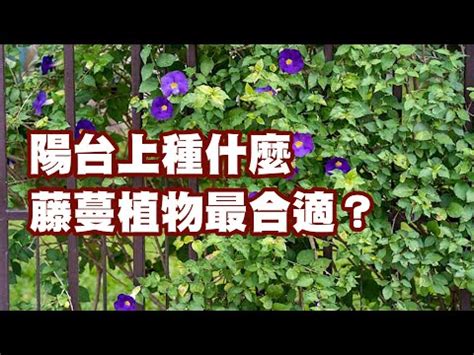 藤蔓植物爬藤類植物圖鑑